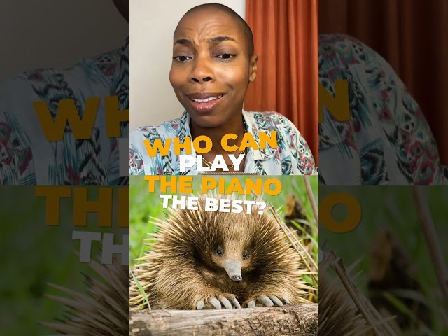 This toaster-sized pianist is one of nature’s strangest musicians, according to Sasheer Zamata. #pbs