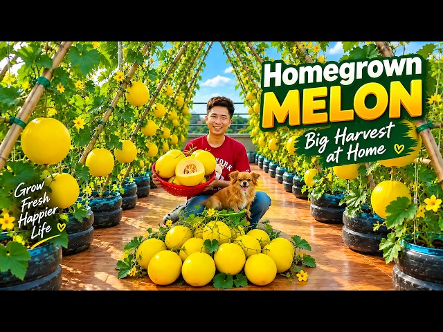 Growing Muskmelon in Containers Is So Easy | Lots of Fruits on the Terrace