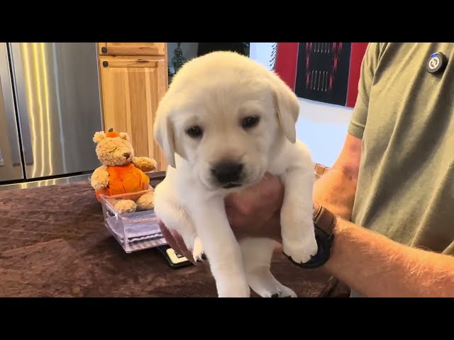 A 4-Week Birthday "Banana Milkshake" for Lab Puppy, SIENNA! #cutepuppy #labrador #puppy