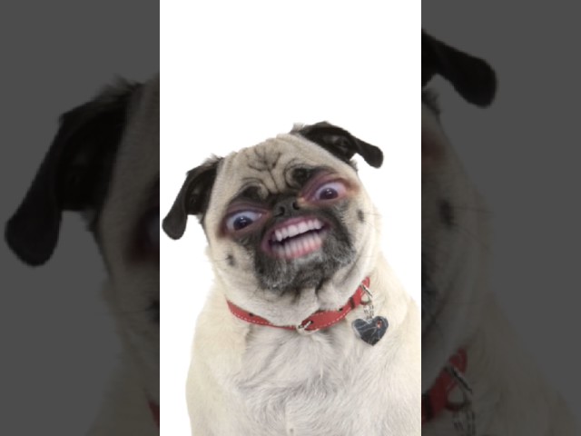 Snapchat dog filter is the mutts nuts!