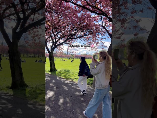 Edinburgh is in Bloom today 🌸 | When the City Turns Pink. #shorts #viral #travel #scotland