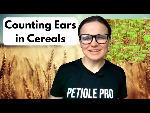 Counting Cereal Ears with AI