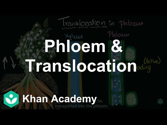 Phloem & translocation  | Life processes | Class 10 | Science | Khan Academy