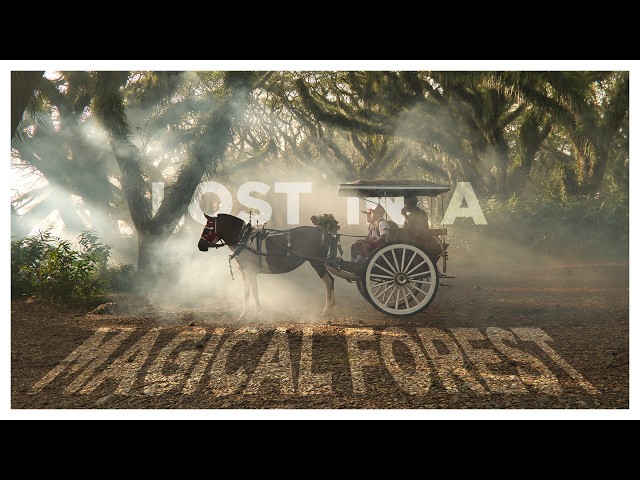 Lost in the Magical De Djawatan Forest