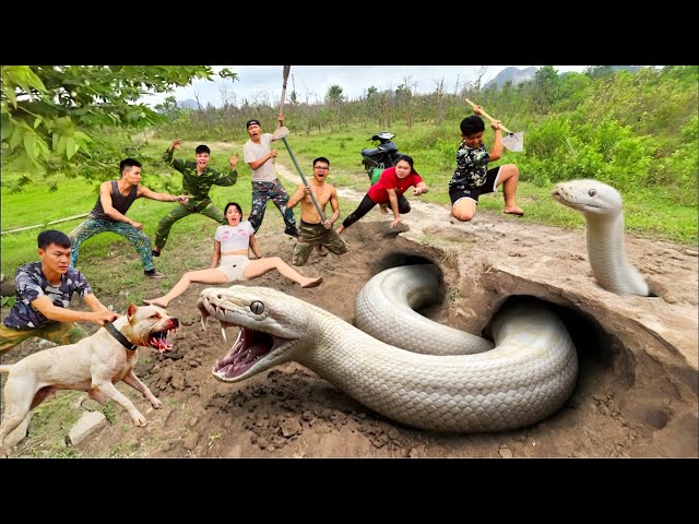 6 brave hunters with pitbull capture a giant white python to rescue ethnic girl