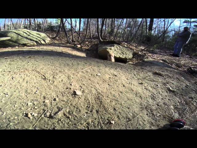 Baby Foxes April 12, 2014