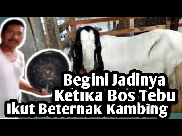 Ketika Bos Tebu Juga Beternak Kambing #PE_Kaligesing #Kambingsunduro #BreedingKambingPE #Kandang