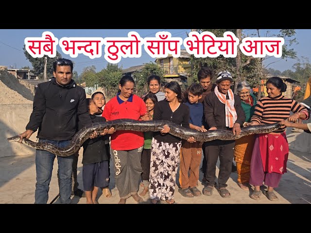 🐍😱 नेपाल को सबै भन्दा ठूलो अजिङ्गर साँप भेटियो आज || Python snake rescue in Nepal