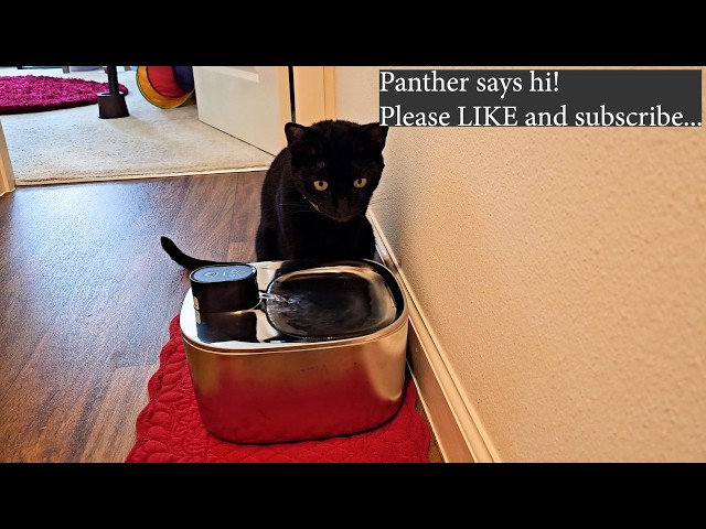FeelNeedy CORDLESS Stainless Steel Pet Water Fountain