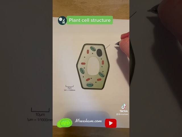 Next biology TikToKTip now on TikTok