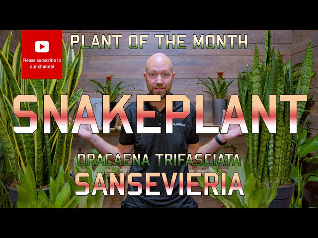 Snake plant - Sansevieria
