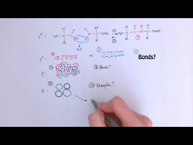 Biology Pictionary - Challenge 3