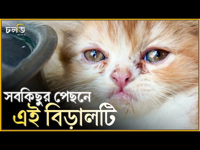 ঘটনা একটি বিড়ালকে নিয়ে || চলতি
