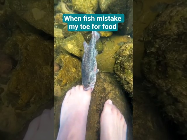 This Fish Tried to Eat My Toe! #funny #shorts #shortvideo #prank #short #prank #fishing #fishing