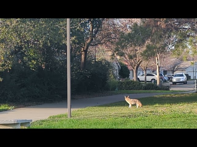 Quiet Coyote