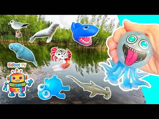 Learn Sea Animal Names at the Pond for Babies Kids: Pufferfish Octopus Whale Crab Seal