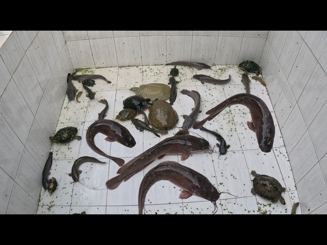 Whats Happen When Put Snakehead & Tortoise Together in Aquarium