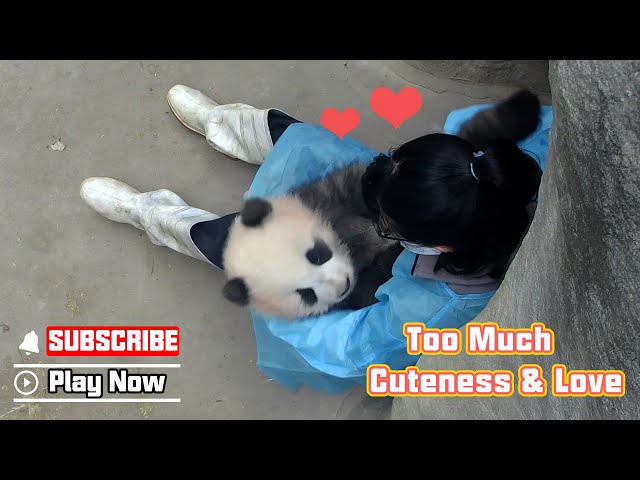 Gentle Nanny Coaxing Baby Panda To Sleep | iPanda