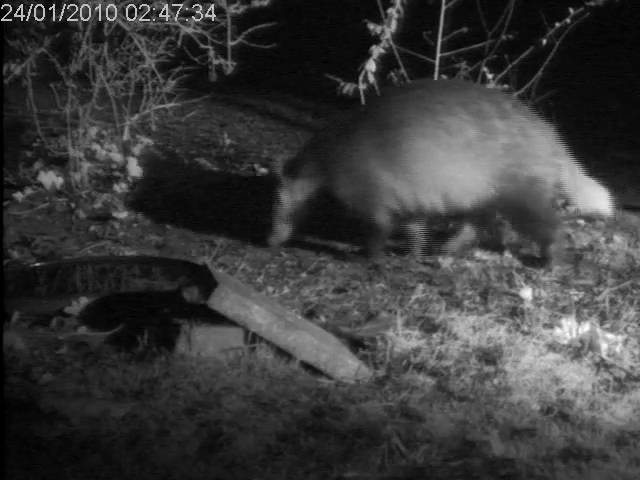 Badger in the Garden - or is there two?