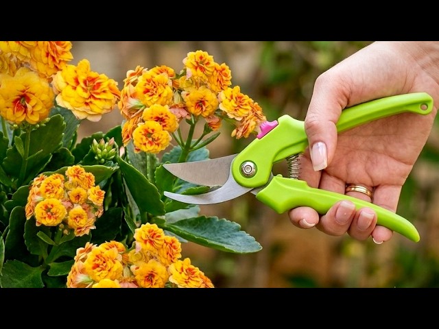 It’s So Easy! How to Make Your Kalanchoe Bloom Again 🌸
