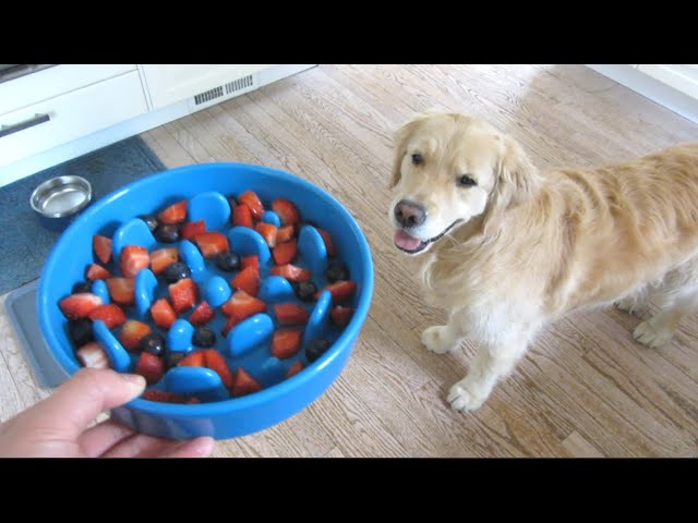 Le Tauci Dog Bowls | Slow Feeder Ceramic | Review and Demo