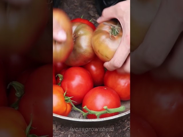 Seed to Harvest, The Cycle of Life 🍅