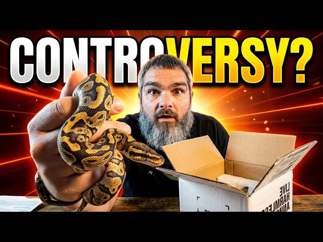 I Bought the Most Controversial Ball Python Ever!