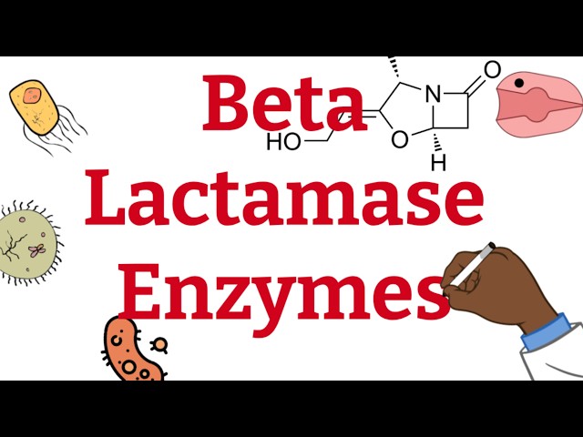 What are Beta Lactamases ?