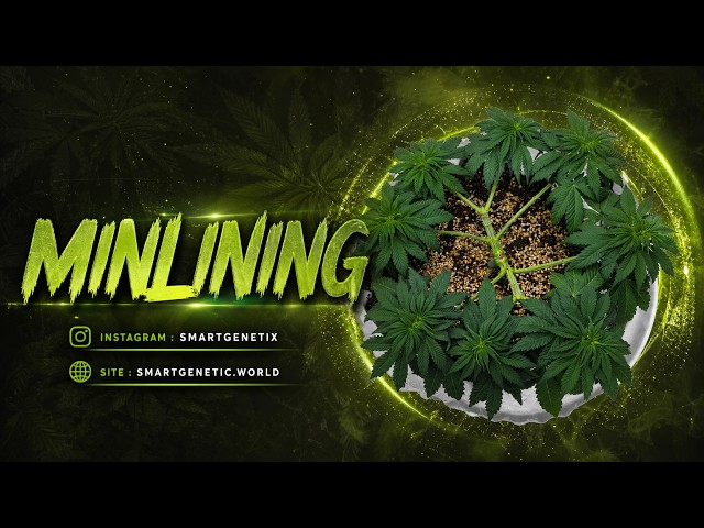 Perfect Cannabis Mainline in One Timelapse 🌿⏱️