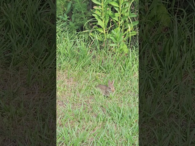 Wild Baby Bunny