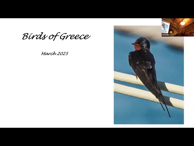 Nature Program Series: Birds of Greece with Rick Steber