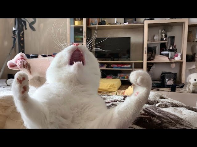 Cats So Overdramatic, They Deserve an Oscar! 😂 Best Funny Cat TV