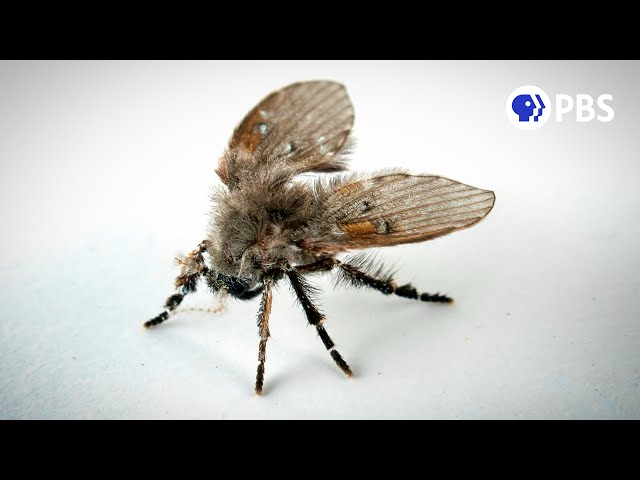 Why Does This Fly Live in Your Bathroom? | Deep Look