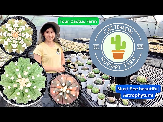 Tour Cactus Farm ✨🌵 Cactemon ✨🌵 Must-See Beautiful Astrophytum! 🎊