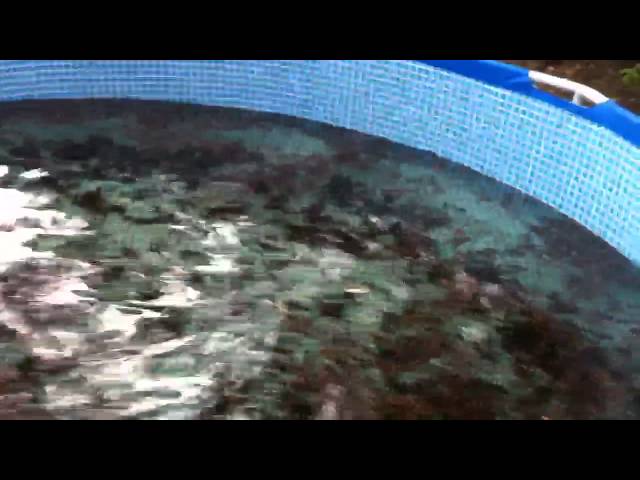 Aquaponics Blue Crab feeding in backyard above ground pools