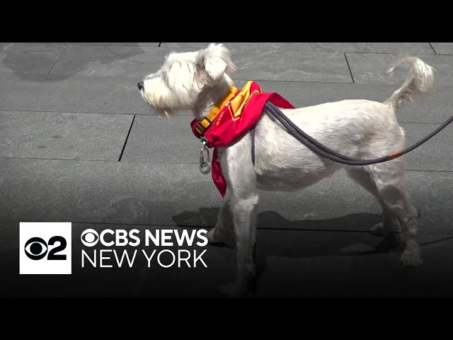 New "Superman" movie inspires Krypto lookalike contest