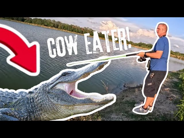 AGGRESSIVE GATOR Captured ALIVE | Nuisance Gator Removal | Gator Hunting