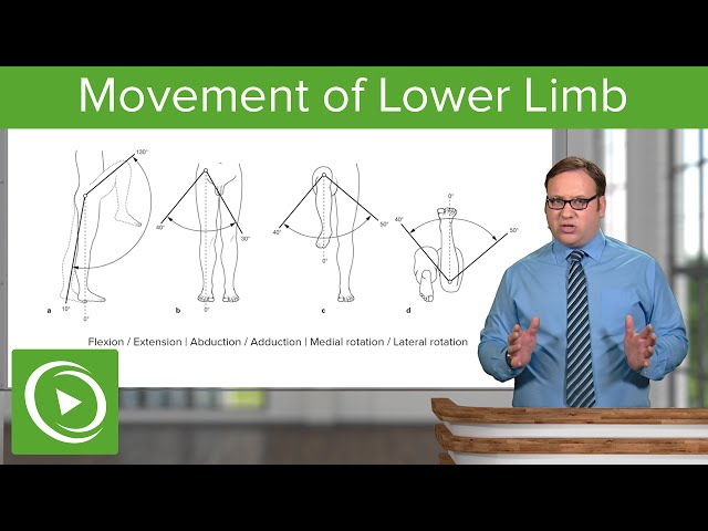 Lower Limb: Movements of the Hip, Knee and Ankle Joint – Anatomy | Lecturio