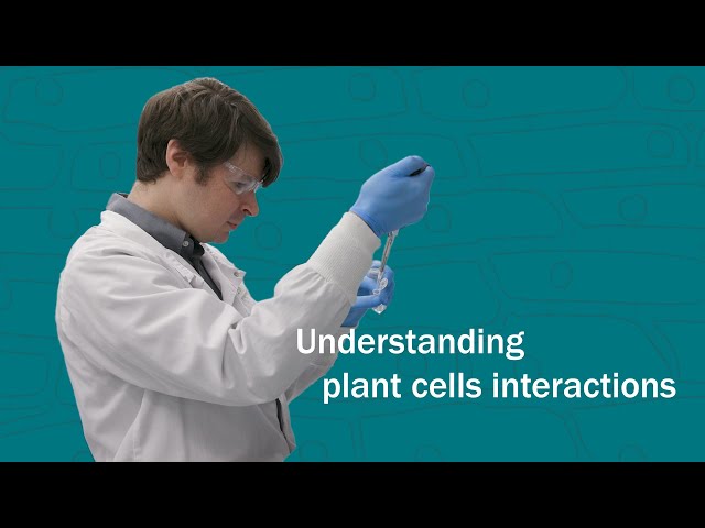 Basics2Breakthroughs: Understanding plant cells interactions