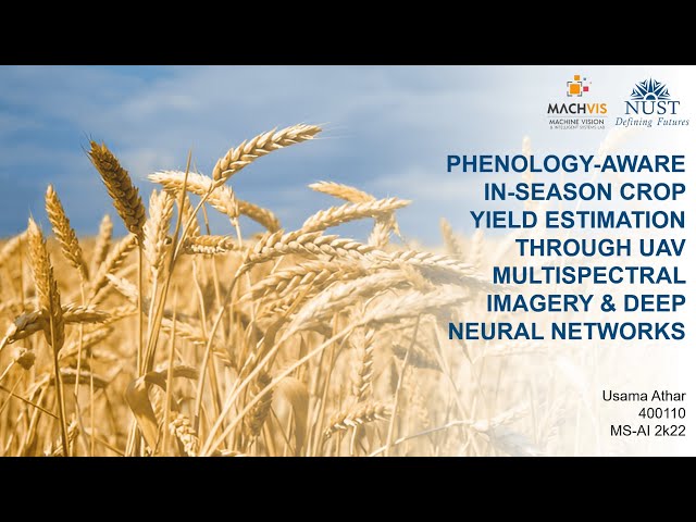 Phenology-Aware In-Season Crop Yield Estimation Through UAV Multispectral Imagery & Deep Networks