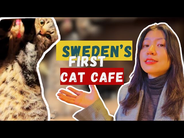 🐱 I Got Ignored by Cats for 2 Hours at a Swedish Cat Café | Stockholm Vlog