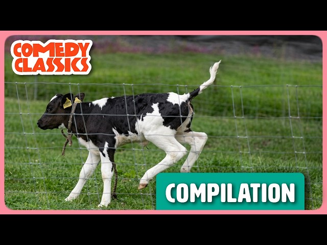 Pets Get Up To CRAZY Shenanigans