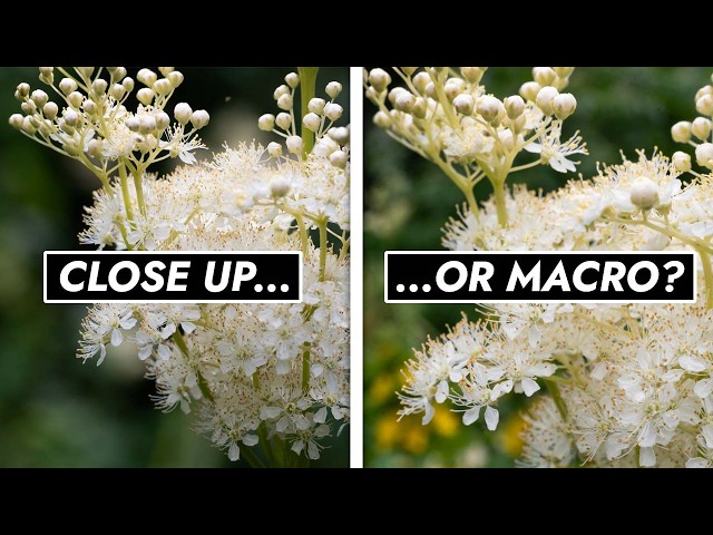 Close Up or Macro? What's The Difference?