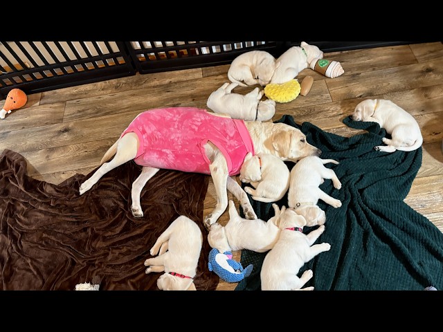 Zoey’s NEW Dress! Labrador Mom Hangs out with her 9 Adorable Puppies. #labrador #cutepuppy #puppy