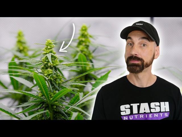 Making Feminized Seeds With My Chill Out OG Strain