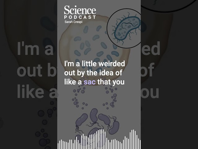 Building a tough, bio-compatible capsule for engineered bacteria