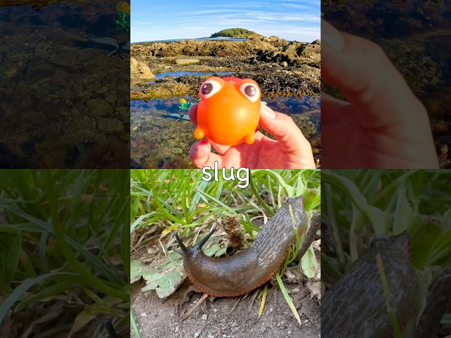 Bug Insect Names for Kids to Learn by the Lake: Weevil Slug Orchid Mantis Stag Beetle