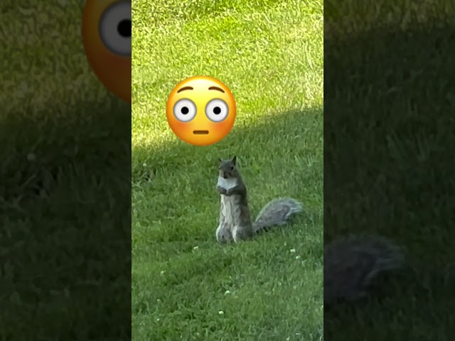 What does it know!?