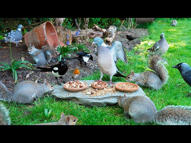 🔴 CAT TV 24/7 🕊️ Birds & Squirrels Eat Supper in the Shade 🐿️ Bird videos for cats to watch 4K HD