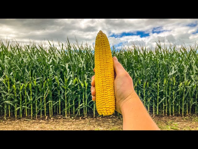 How To Estimate Corn Yields Tutorial